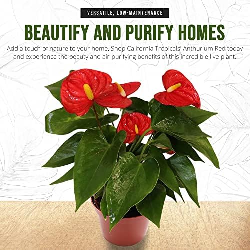 California Tropicals Anthurium Red - Live House Plants Indoor, 4 Inch Pot for Easy Care, Perfect for Office, Home & Flamingo Decor, Real Plant, Plant Gift, Flowering Plants, Sympathy Flowers - Image 6
