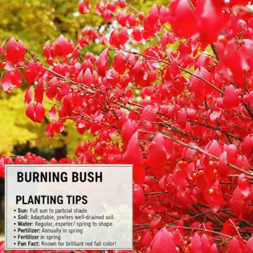 5 Dwarf Red Burning Bushes Live Plants, Hardy Shrub, 4-6 Inch Tall - Image 3