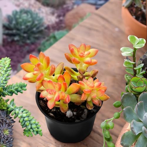 Sprout N Green Sedum adolphii 'Shooting Stars', Live Succulent in 2" Pot - Image 3