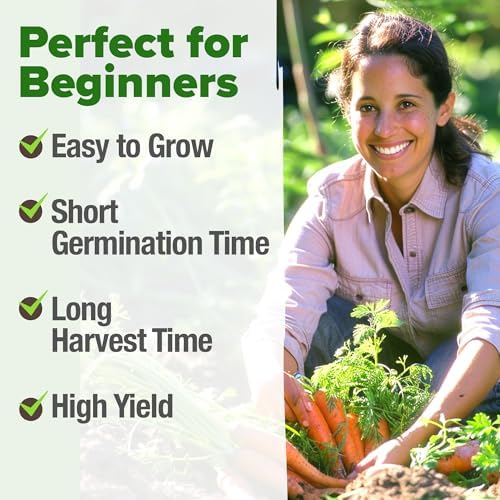 HOME GROWN Tendersweet Carrot 6000+ Seeds, Daucus carota subsp. sativus - Image 4