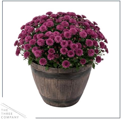 Chrysanthemum (Whiskey Barrel Deco Pot), Purple Blooms, Live Fall Flowering Perennial, 15" Tall by 12" Wide in 3 Qt Pot - Image 3