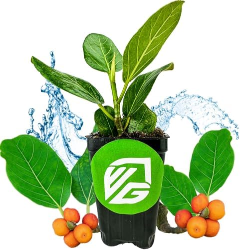 Audrey Fig (Banyan Tree) Live Plant - Ficus benghalensis by Wellspring Gardens - Easy-Care Ornamental Beauty, Perfect Sacred Starter Plant for Your Home & Garden Elegance by WellspringGardens
