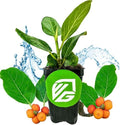 Audrey Fig (Banyan Tree) Live Plant - Ficus benghalensis by Wellspring Gardens - Easy-Care Ornamental Beauty, Perfect Sacred Starter Plant for Your Home & Garden Elegance by WellspringGardens