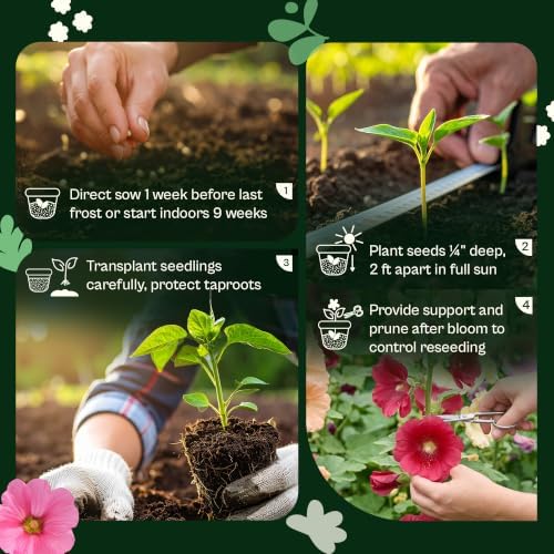 SVI 100 Mix Hollyhock Seeds (Alcea rosea) - Mallow, Common Hollyhock Seed Packets, Attracts Hummingbirds - Heirloom Flower Seeds for Outside & Inside, Meadows, Fences, Beds - Image 5