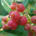 Pink Lemonade Blueberry Bush Live Plant, 5-8 Inch Tall, Sweet Fruit Seedlings, 2-Pack by Unknown
