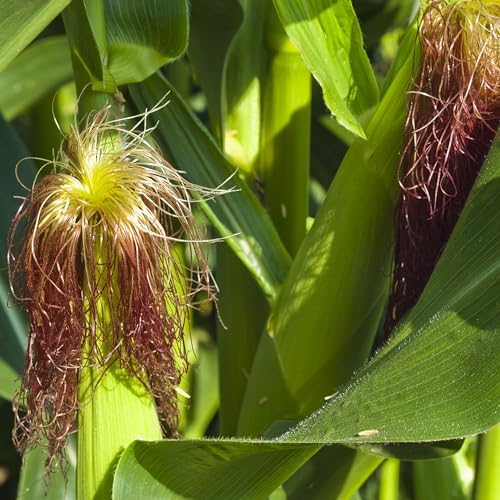 The Old Farmer's Almanac Heirloom Sweet Corn Seeds (Golden Bantam) - Approx 75 Seeds - Non-GMO, Open Pollinated, USA Origin - Image 7