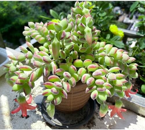 Sprout N Green Cotyledon Pendens, Live Succulent Fully Rooted in 4" Pot with Soil, Trailing Plant for Home Office Wedding Indoor Outdoor Hanging Decor DIY Project Party Favor, Keep Away from Pets - Image 3