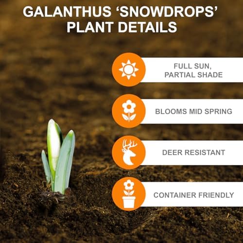 Garden State Bulb White Single Snowdrops Galanthus Flower Bulbs, 7/+cm, Fall Planting (Bag of 100) - Image 4