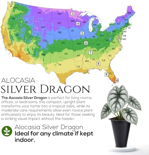 Alocasia Silver Dragon (4 Pack) Live Plant,Rare Indoor Alocasia,Silver Foliage Elephant Ear Plant,Tropical Houseplant Live, Starter Size Alocasia Plant,Houseplant for Home Decor and Indoor Growing - Image 5