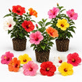 3 Mixed Hardy Hibiscus Plants Live, Flowering Shrub, 4-7 Inch Tall by Unknown