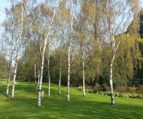 River Birch Tree Live Plant Multi-Stem Clump Qt Pot, Water Birch Plant, Fast Growing Ornamental Shade Tree, White Bark Landscape Tree - Image 5