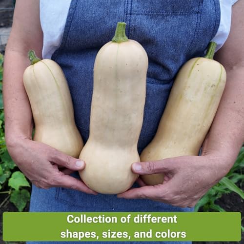 Sow Right Seeds - Winter Squash Seed Collection for Planting - Image 3