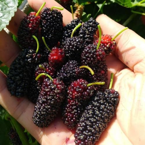 Dwarf Mulberry Tree Live Plant, 5-8" Mulberry Starter Plant - Image 6