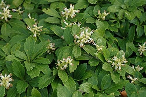 Greenwood Nursery: Live Ground-Cover Plants - Pachysandra Terminalis + Japanese Spurge - [Qty: 50 Bare Roots] - (Click for Other Available Plants/Quantities) by GreenwoodNursery