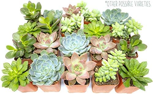 Succulents Plants Live in Garden Succulent Planters, Live Succulent Plants Live Plants in Atlantic Blue Pot, Live Succulents Unique Gardening Gifts for Plant Lovers, Succulent Gifts by Plants for Pets - Image 7