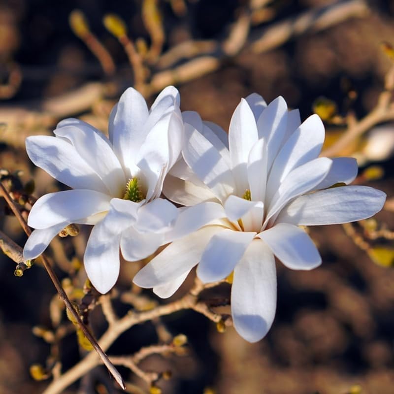 Star Magnolia Live Plant, Flower Tree, 6-12 Inch Tall, 2.5 Inch Pot - Image 6