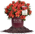 Perfect Plants Autumn Embers Encore Azalea, 1 Gallon, Live Shrub by PerfectPlantsNursery