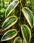Live Super Variegated Vanilla Planifolia Plant – Rare Variegated Vanilla Bean Orchid Vine – Live Bare Root Tropical Climbing Orchid – Indoor Houseplant & Greenhouse Collector Plant by Unknown