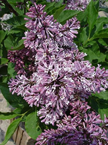 Live Plant from Green Promise Farms - Syringa patula 'Miss Kim' Lilac, #2 Gallon Size Container, Purple Fragrant Flowers - Image 3