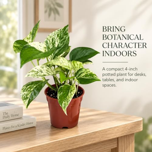 Marble Queen Pothos Live Plant - 4 Inch Creamy Variegated Vine - Image 5