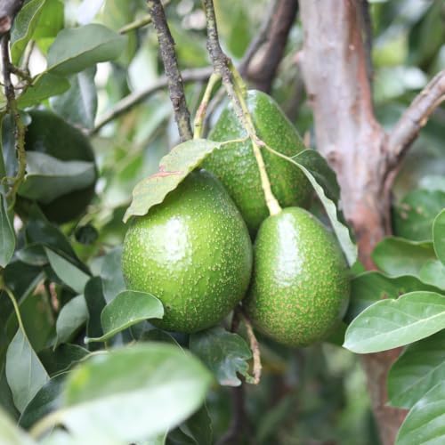 Avocado Fruit Tree Live Plant, 3 Feet Tall, Tropical Outdoor Fruit Tree - Image 2