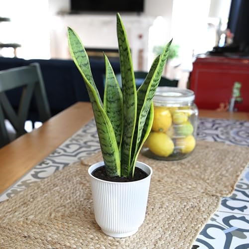 Plants for Pets Live Snake Plant with Decorative White Pot, Sansevieria Trifasciata Laurentii Succulents, Fully Rooted Indoor Potted Plants, Mother in Law Tongue Succulent and Modern Planter - Image 6