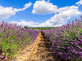 Greenwood Nursery: Live Perennial Plants - Grosso Lavender + Lavandula x Intermedia - [Qty: 2X 3.5 Pots] - (Click for Other Available Plants/Quantities) by GreenwoodNursery
