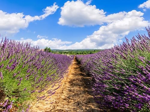 Greenwood Nursery: Live Perennial Plants - Grosso Lavender + Lavandula x Intermedia - [Qty: 1x 3.5 Pot] - (Click for Other Available Plants/Quantities) by GreenwoodNursery