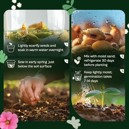 SVI 100 Mix Jewel Nasturtium Seeds (Tropaeolum nanum) – Dwarf Nasturtiums Seed Packets, Wildflower Seed Mix – Cut Flower Seeds Packets for Containers, Butterfly Garden, Flower Beds & Outdoor Garden - Image 5