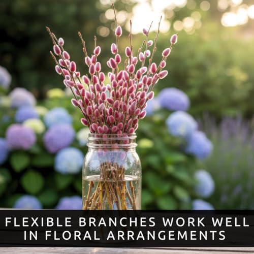 Pink Pussy Willow Tree Cutting – Live Weeping Pussy Willow (Salix) Cutting to Plant – Ornamental Pink Catkin Willow – Fast Rooting Flowering Tree – Cold Hardy Garden Accent – Ready to Grow - Image 5