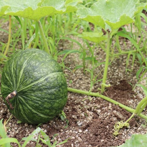 50+ Burgess Buttercup Squash Seeds for Planting - Heirloom Non GMO - Image 6