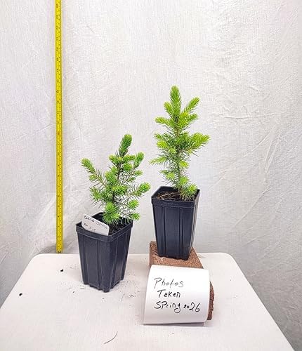 Colorado Blue Spruce Tree in a Nursery Pot. Picea pungens. Great for Ornamental Landscaping and Bonsai - Image 3