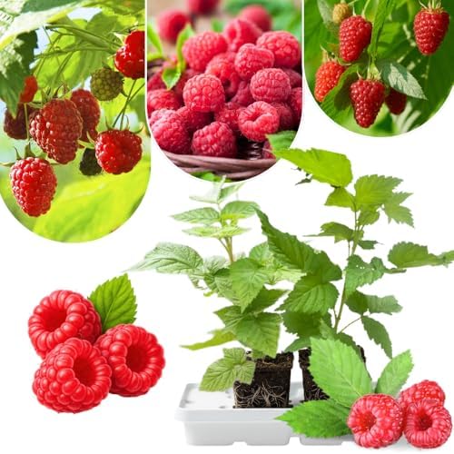 2 Red Raspberry Live Plants, Sweet Edible Berry Bush, 4-8 Inch Tall by Unknown