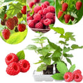 2 Red Raspberry Live Plants, Sweet Edible Berry Bush, 4-8 Inch Tall by Unknown