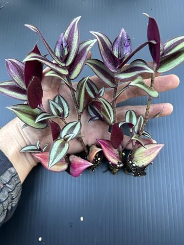 Tradescantia Zebrina Live Plants Pack of 10 Purple Wandering Jew - Image 5