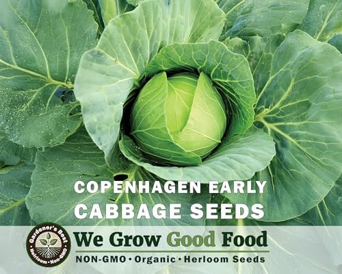 Copenhagen Early Cabbage Seeds for Planting – Organic – High Germination – Heirloom Variety – Compact, Round Heads – Great for Coleslaw and Sauerkraut - Image 2