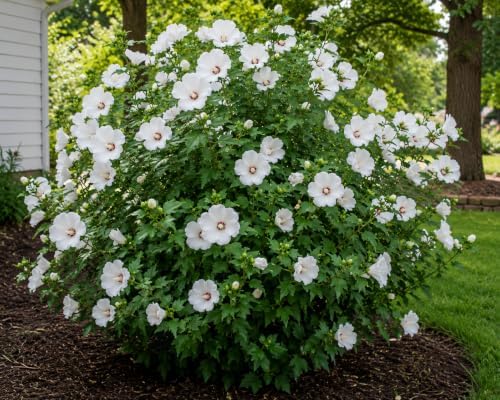 2 White Rose of Sharon Shrubs 6-12" Tall Live Plants, 3.5in Pot (2 Pack) - Image 2