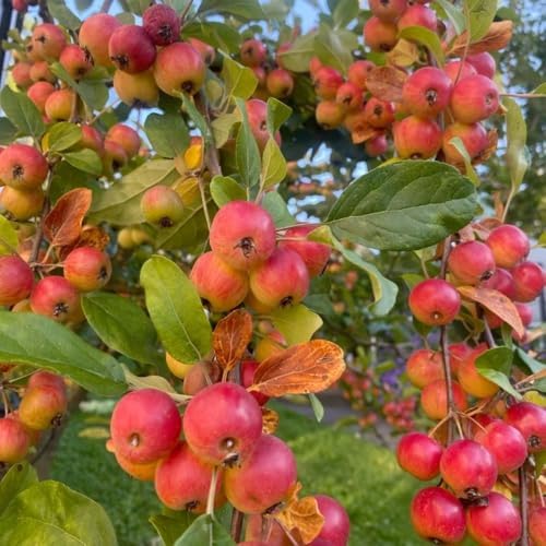 Live Crabapple Plant, 6-10 Inches Tall - Image 7