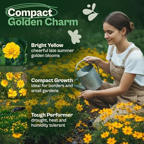 SVI 1000 Dwarf Lance Leaved Coreopsis Seeds (Coreopsis Lanceolata) - Lanceleaf Tickseed, Yellow Wildflower, Drought Tolerant Seed - Perennial Flower Seeds in Seed Packets for Outdoor Garden, Landscape - Image 3