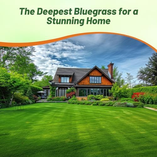 Outsidepride Midnight Kentucky Bluegrass Seed - 10 Lbs. Cold & Drought Tolerant, Sun-Loving Lawn Grass Seed, w/High Traffic Tolerance & Deep Root System, OptiGrowth Coated for Better Establishment - Image 6