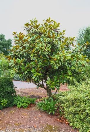 Southern Magnolia ‘D.D. Blanchard’ Live Tree – Magnolia grandiflora – Fragrant White Flowers – Evergreen Ornamental Shade Tree – 1–2 Ft Tall Plant - Image 2