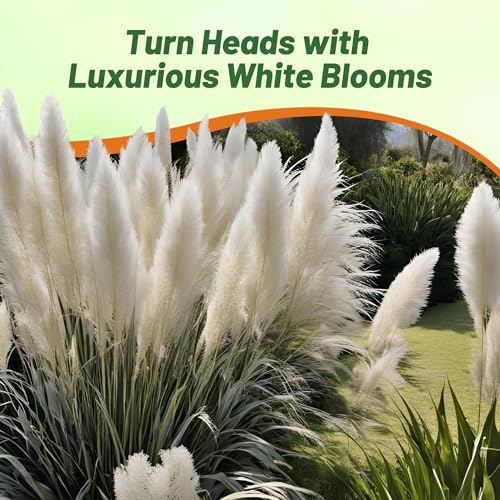 Outsidepride White Pampas Grass Seeds – 1,000 Pcs. Perennial, Drought-Tolerant Ornamental Grass for Large Garden Borders, Privacy Landscaping, Xeriscaping, and Low-Maintenance Outdoor Spaces - Image 6
