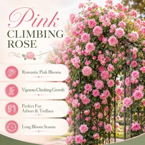 Pink Climbing Roses Live Plant - Small Size, Heirloom Climbing Rose Bush, Fragrant High-Yielding Perennial Flowering Vine for Trellis & Fence - Image 5