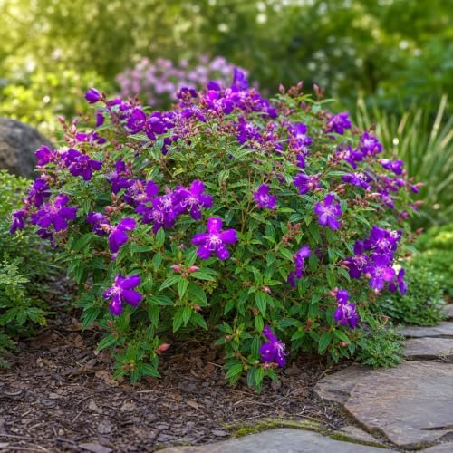 Tibouchina Dwarf Princess | 10 Live Plants | Tibouchina Urvilleana | Purple Blooms, Flowering Shrub, Tropical Evergreen, Patio Accent, Low Maintenance, Fast Growing, Garden Landscaping - Image 4