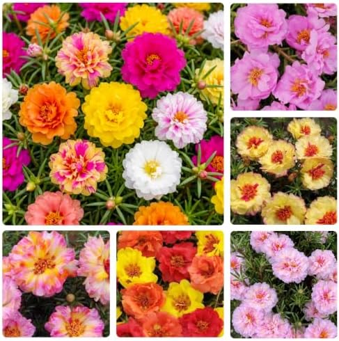 11000+ Mix Moss Rose Seeds for Planting - Drought-Tolerant, Ground Cover Plant, Ideal for Rock Gardens & Hanging Baskets, Low-Maintenance Landscape - Image 2