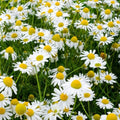 Outsidepride Roman Chamomile Seeds - 50000 Pcs Perennial, Drought Tolerant, Self-Seeding & Versatile, Herb Seeds for Planting Sweet Scented Daisy-Like Blooms, Ideal for Slopes & Pollinator Gardens by Outsidepride