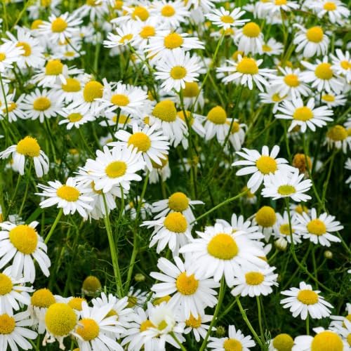 Outsidepride Roman Chamomile Seeds - 50000 Pcs Perennial, Drought Tolerant, Self-Seeding & Versatile, Herb Seeds for Planting Sweet Scented Daisy-Like Blooms, Ideal for Slopes & Pollinator Gardens by Outsidepride