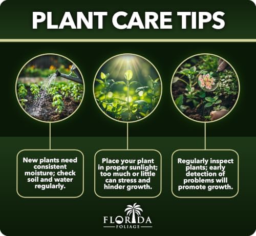 Variegated Asiatic Jasmine | 30 Live Plants | Trachelospermum Asiaticum | Fast Growing Ground Cover, Evergreen Foliage, Low Maintenance Vine, Landscaping Shrub, Drought Tolerant Plant - Image 6