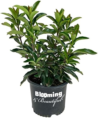 Chindo Viburnum, Live Evergreen Flowering Shrub, 3 Gallon by BloomingBeautiful