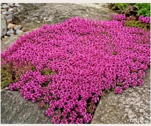 Live Perennial Red/Pink Creeping Thyme Seedlings: Ready-to-Plant, Starters, Plugs, Garden Ready, Live Plants, Transplants, 6 Plants - Image 2